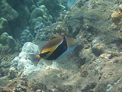 Picasso Triggerfish (Humuhumunukunukuapua'a), Honolua Bay