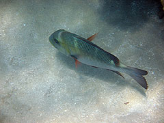 Fish species TBD, Hulopoe Bay, Lana'i