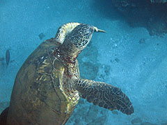 Green sea turtle off Palauea Beach, Makena