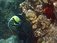 Moorish Idol, Reef off Palauea Beach, Makena