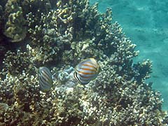 Ornate Butterflyfish, Honolua Bay
