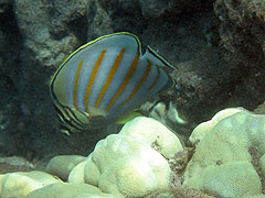 Ornate Butterflyfish, Hulopoe Bay, Lana'i