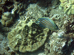 Ornate Butterflyfish, Reef off Palauea Beach, Makena