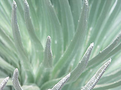 Silversword up close and personal