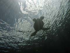 Green Sea Turtle, Honolua Bay