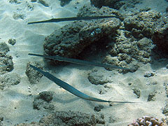 Cornetfish, Black Rock