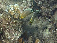 Oval Butterflyfish, Honolua Bay
