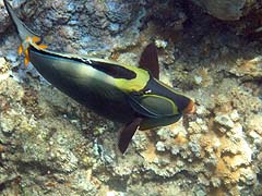 Orangespine Unicornfish, Honolua Bay