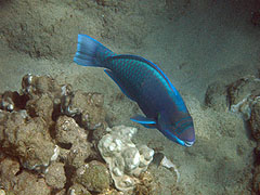 Spectacled Parrotfish, Hulopoe Bay, Lana'i