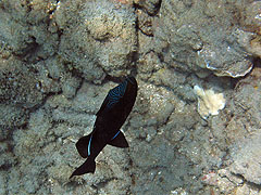 Black Triggerfish, Reef off Palauea Beach, Makena