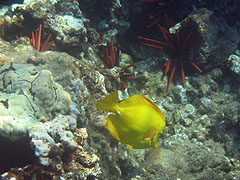 Yellow Tang, Reef off Palauea Beach, Makena